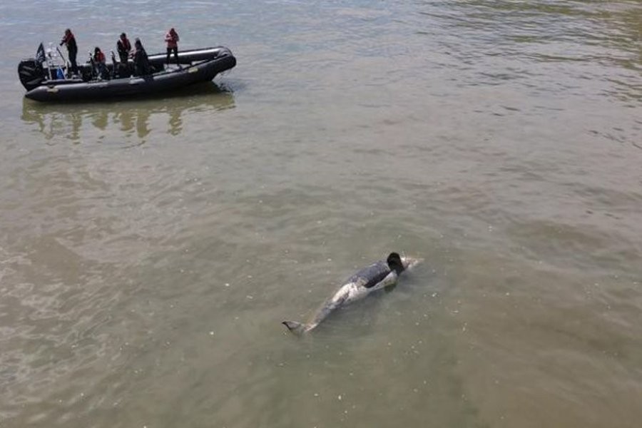 Hallan muerta a una orca que había quedado atrapada en el río Sena | Clima, naturaleza y medio ambiente