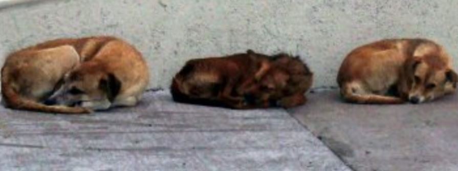 Tres perros impidieron que un motociclista muriera congelado tras accidentarse en Río Negro | Actualidad