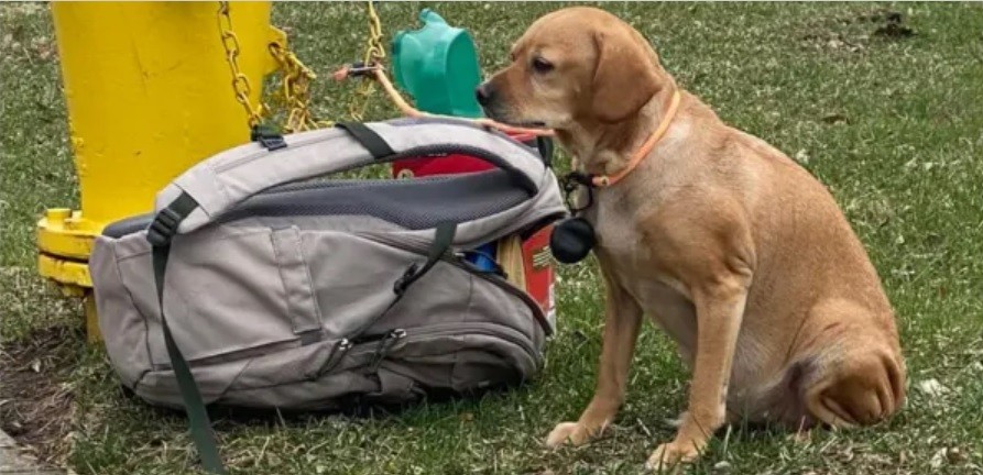 Abandono: dejó a su perra atada, con una mochila y una carta | Internacionales