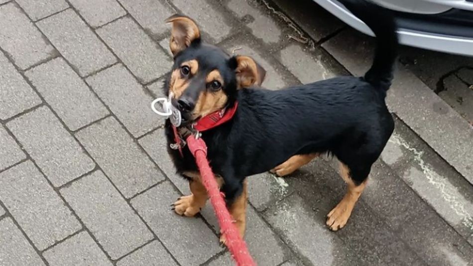 Liberaron a Coco: el perro que quedó demorado en Ezeiza volvió con su dueño | Actualidad