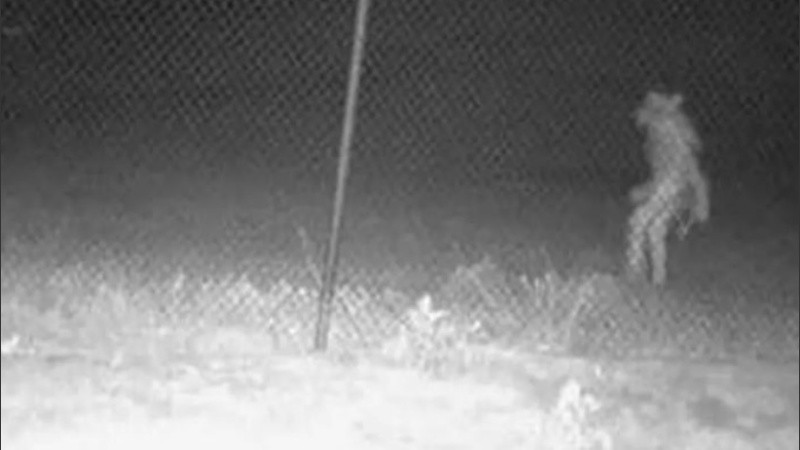 ¿El hombre lobo?: filman una extraña figura en un zoo | Curiosidades