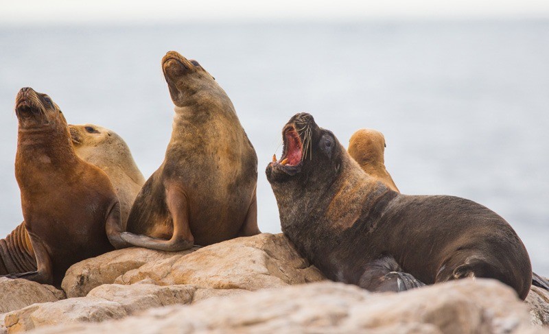 Argentina tiene su primer parque nacional marino en Río Negro | Clima, naturaleza y medio ambiente