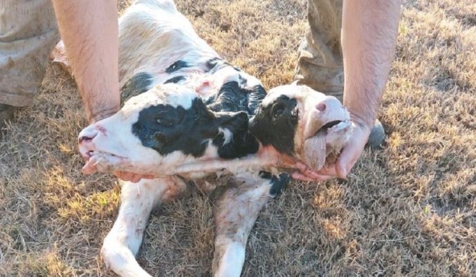 Nació un ternero con dos cabezas en un tambo cordobés | Actualidad