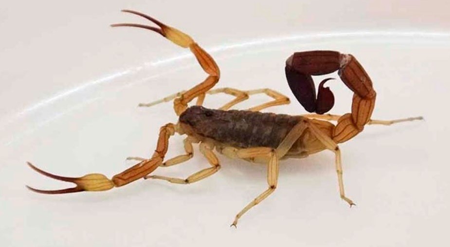 Murió un nene de 4 años por la picadura de un alacrán: "Hubo una demora en la colocación del suero de unas 4 horas" | Actualidad