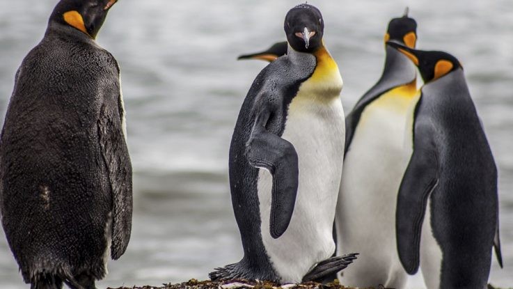 La UE destinará 3 millones de euros para proteger la biodiversidad en la Patagonia | Clima, naturaleza y medio ambiente