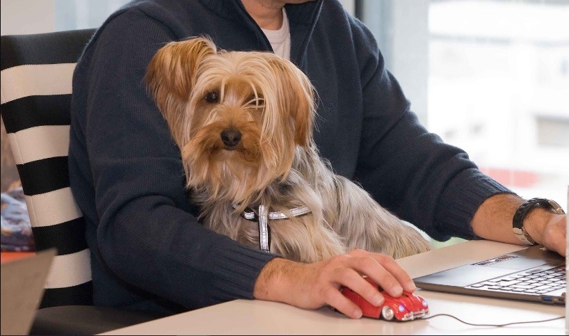 Día Mundial de LLevar al Perro al Trabajo: su objetivo y beneficios | Actualidad