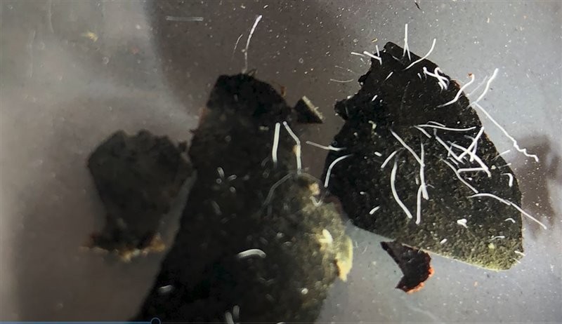 Descubren la bacteria más grande del mundo, visible al ojo humano | Internacionales