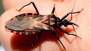 Mal de Chagas: Descubren que las vinchucas repelen la sal | Actualidad