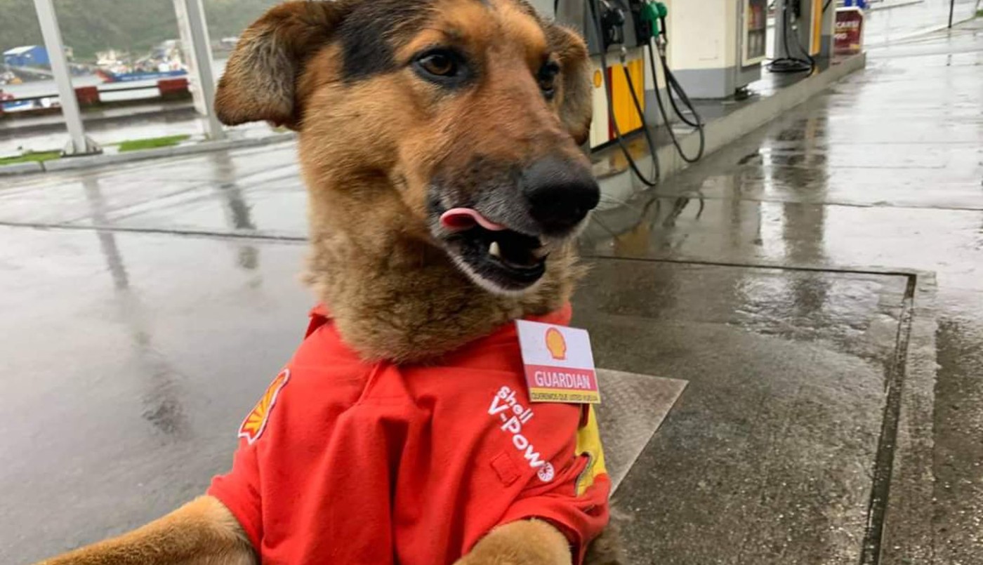 La historia de "Guardián": el perro callejero que "trabaja" en una estación de servicio | Actualidad