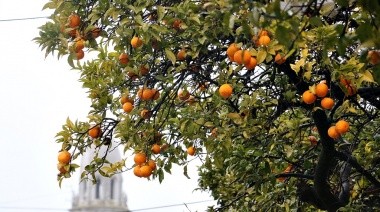 El Banco Alimentario de La Plata busca 100 voluntarios para cosecha solidaria de naranjas | Actualidad