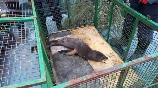 Un lobo marino desnutrido fue rescatado en el puerto de La Plata por Prefectura | Actualidad