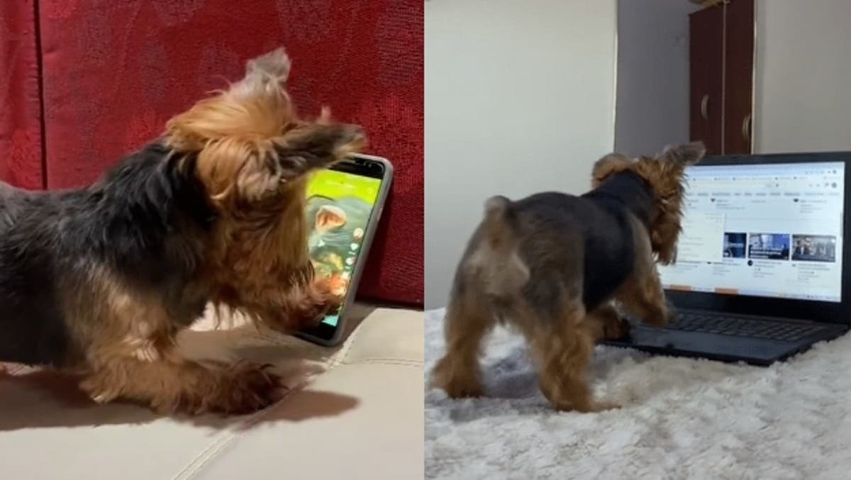 Video: una perrita aprendió a usar la computadora para ver dibujitos | Redes