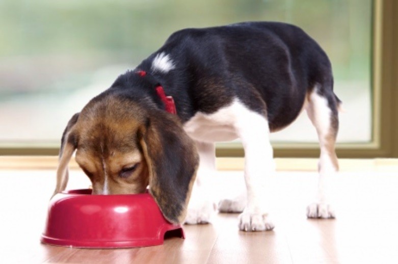 Fabricantes de alimentos para mascotas advierten desabastecimiento: "Somos dependientes 100% de las importaciones" | Actualidad