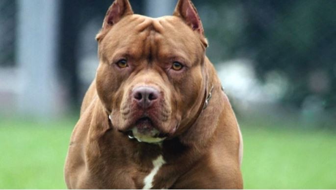 Atacada por un pitbull, sufrió fractura de tibia y peroné | Actualidad