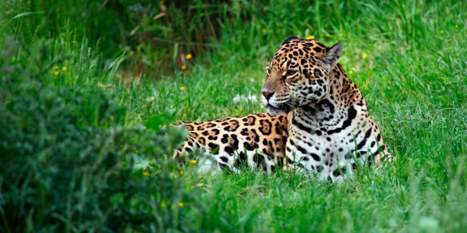 El bienestar de 1 de cada 5 personas en el mundo depende de 50.000 especies silvestres amenazadas | Clima, naturaleza y medio ambiente