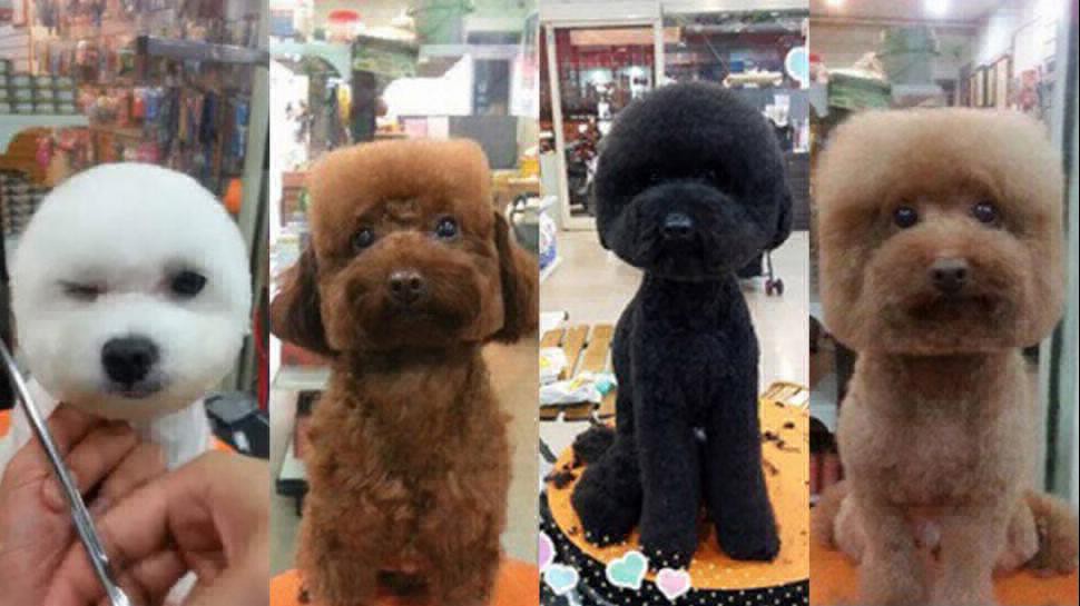 Taiwán: le cortan el pelo a los perros para que tengan la cabeza cuadrada o redonda | Curiosidades