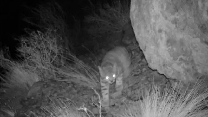 Captan un extraño gato andino en Mendoza | Actualidad
