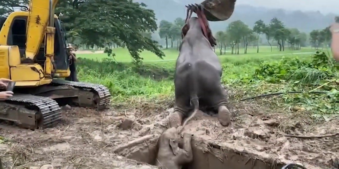 Video: conmovedor rescate de una elefanta y su bebé tras caer a un pozo | Internacionales