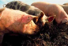 Alerta triquinosis: aumentan los casos en Santa Fe y Córdoba | Actualidad