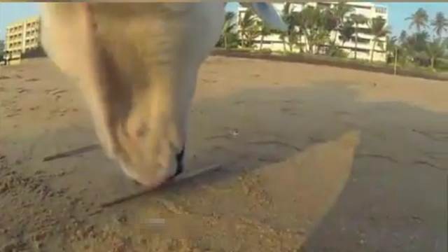 Cómo se ve la vida en los ojos de un perro de la calle | Curiosidades