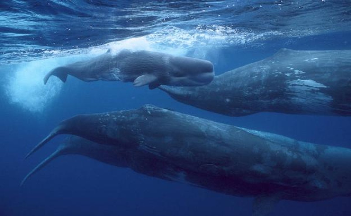 Inician un proyecto científico para descifrar las conversaciones entre cachalotes | Clima, naturaleza y medio ambiente