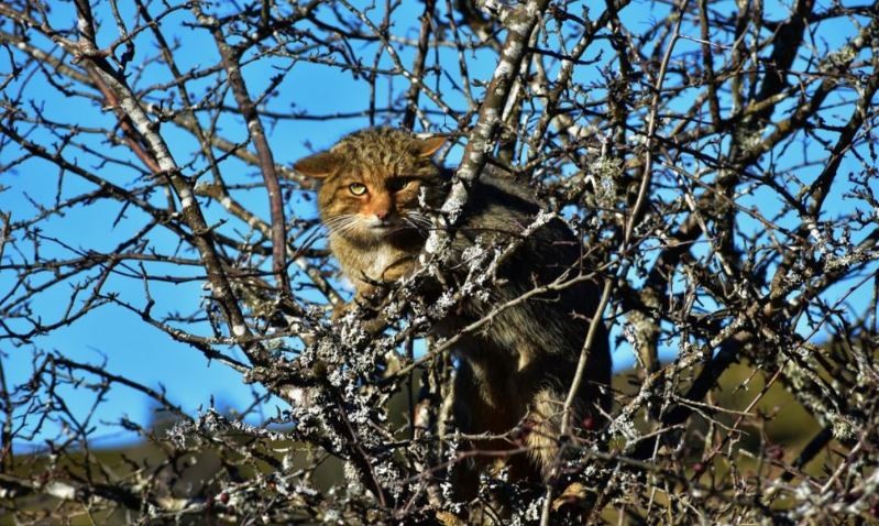 Divisaron un gato montés en la localidad balnearia bonaerense de Santa Clara del Mar | Actualidad