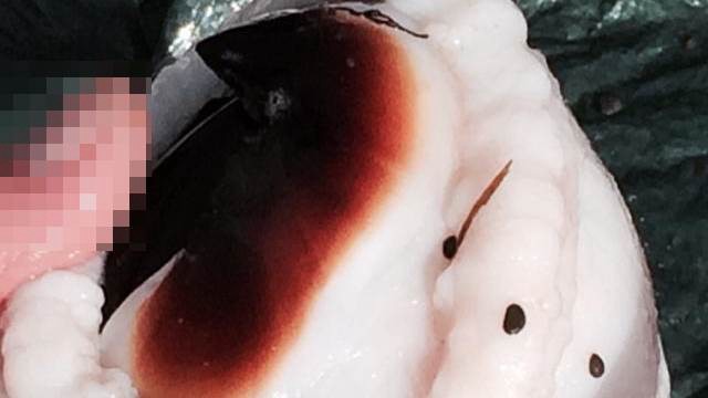 Apareció un "monstruo" marino en Nueva Zelanda | Curiosidades