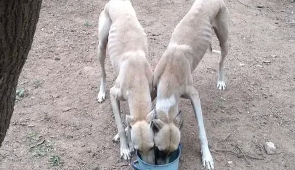 Córdoba: rescataron a seis galgos desnutridos que los usaban para alimentar a un perro pitbull | Actualidad