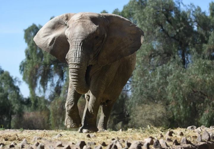 El Gobierno autorizó el traslado de Kenia, la elefanta de Mendoza que irá a un santuario en Brasil | Clima, naturaleza y medio ambiente