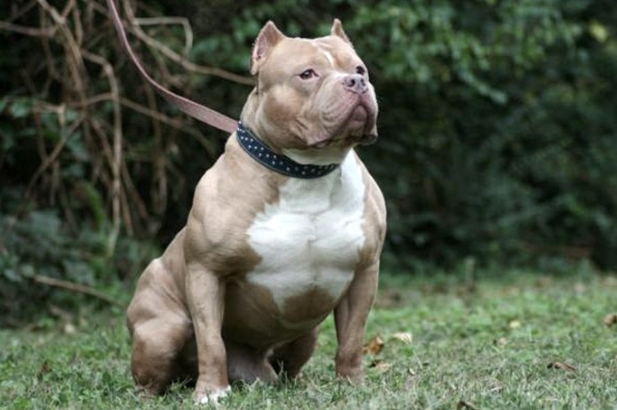 Terrorífico: un hombre alimentaba a su pitbull con otros perros | Actualidad