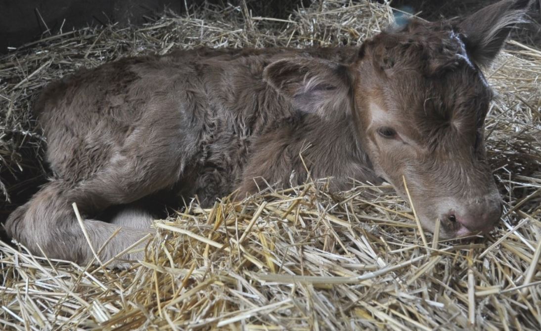 Nació una ternera en La Rural y la bautizaron "Tini, Tini" | Espectáculos