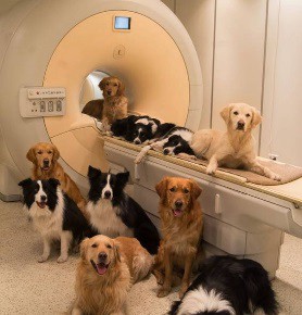 La ciencia descubrió cómo sienten los perros y los gatos | Curiosidades