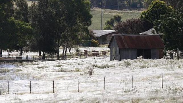 Una lluvia de arañas causó terror en un pueblo de Australia | Curiosidades