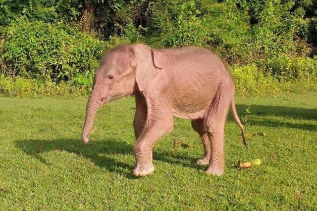 Nació un inusual elefante blanco, símbolo de buena suerte | Internacionales