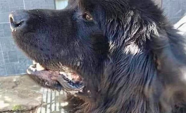 Condenaron a un hombre por matar a un perro de una patada en Río Negro: no irá a la cárcel | Actualidad