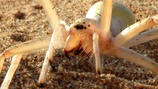 El top ten de las especies más raras del mundo animal | Curiosidades
