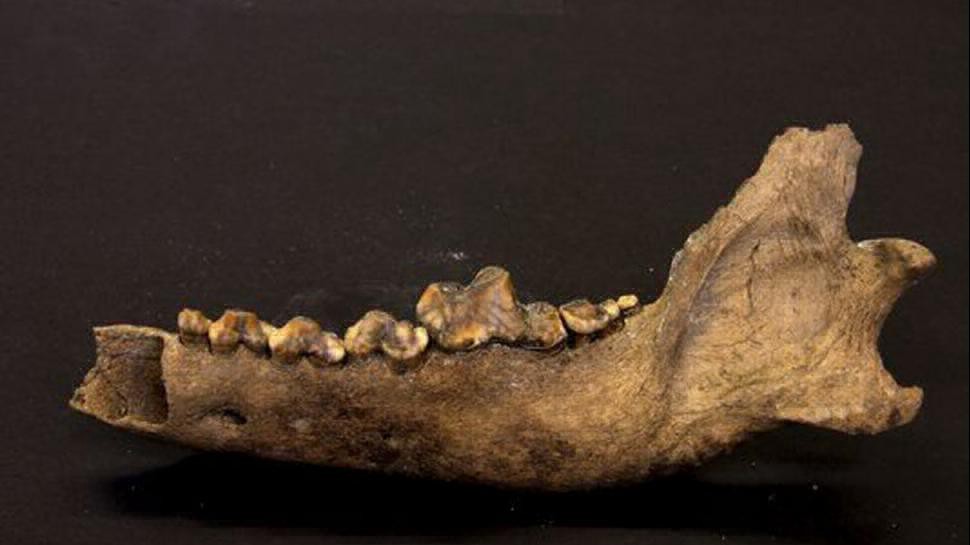 Estudio: el perro es el mejor amigo del hombre desde hace 27 mil años | Curiosidades