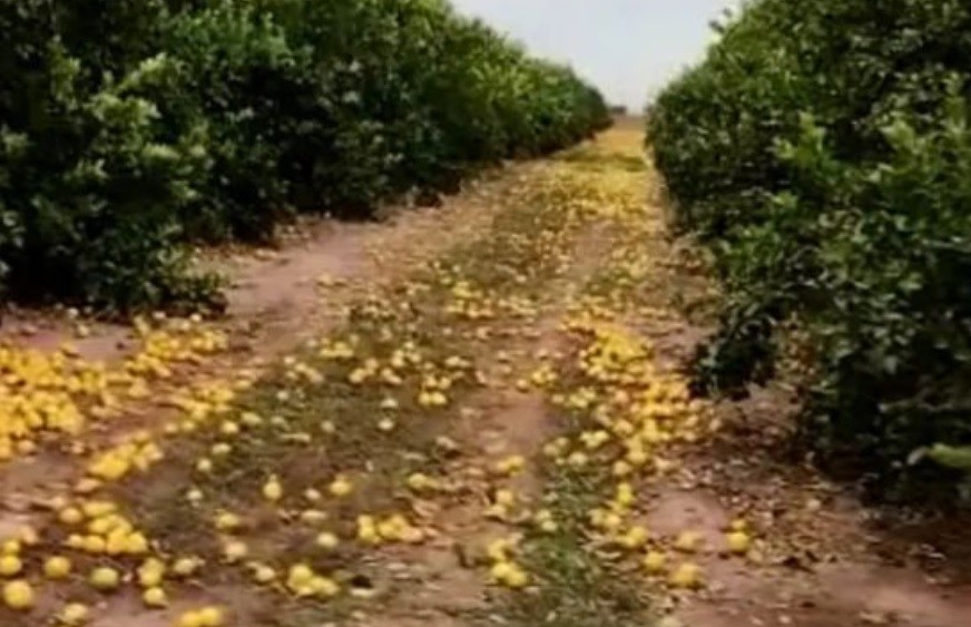 Desechó 280 toneladas de limones porque no consiguió compradores: le pidieron que los regale y explicó por qué se negó | Actualidad