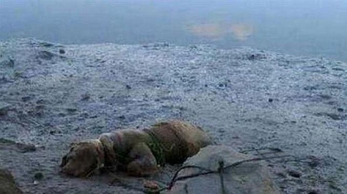 Condenaron a un hombre por atar a un perro a una piedra para que se ahogara en la playa | Curiosidades