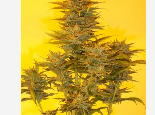 "Mujica Gold" la semilla de marihuana que rinde homenaje al expresidente de Uruguay | Curiosidades