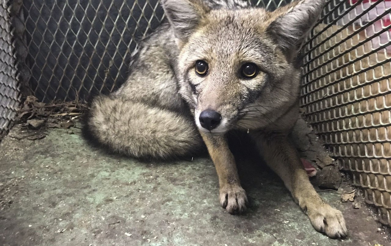Rescataron a "Bernardo", el zorro gris filmado por los vecinos de Mataderos: lo trasladan a Temaikén | Actualidad