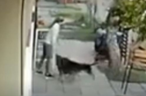 Pánico en una cuadra de Villa Domínico: los vecinos son mordidos por perros que tienen dueño | Actualidad