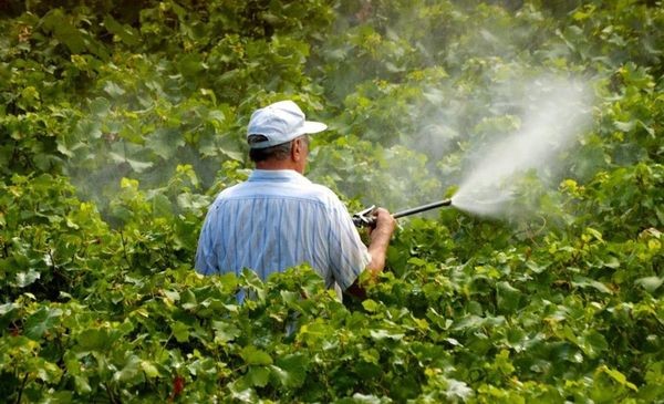 Advierten que es necesario revisar los Límites Máximos de Residuos de agroquímicos en alimentos | Actualidad