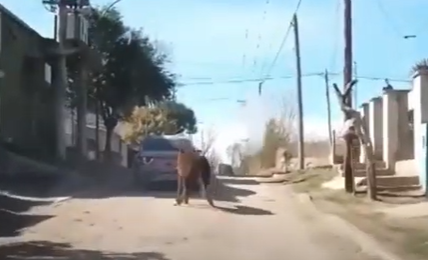 Video: Vecinos denuncian a una persona que arrastraba un caballo con el auto | Actualidad