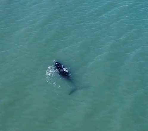 Una visita especial en Monte Hermoso: ballenas pasaron a metros de la costa | Actualidad