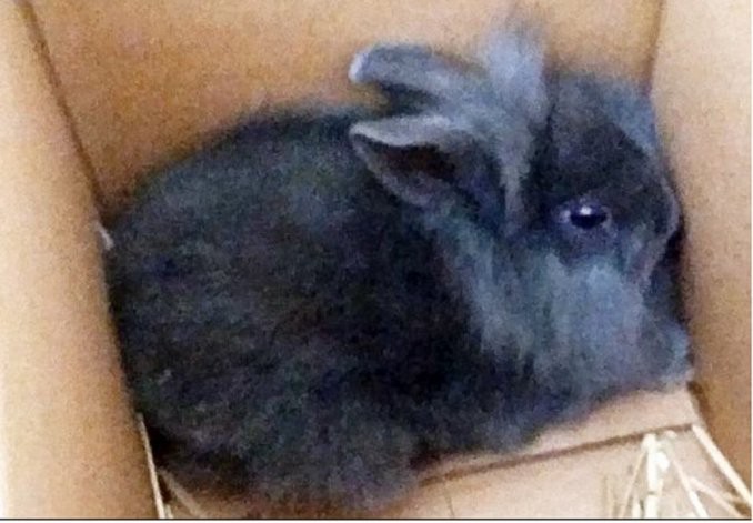 Dinamarca: un locutor mató a un conejo para denunciar "la hipocresía del bienestar animal" | Curiosidades