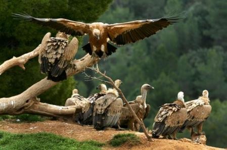 Murieron envenenados 150 buitres en peligro de extinción | Internacionales