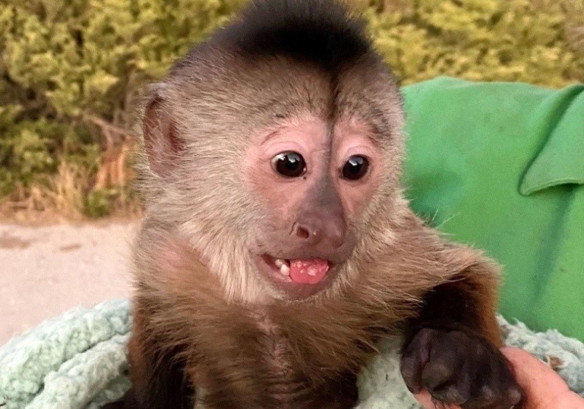 Llamaron al 911 desde un zoológico y cortaron: un mono es el principal sospechoso | Internacionales