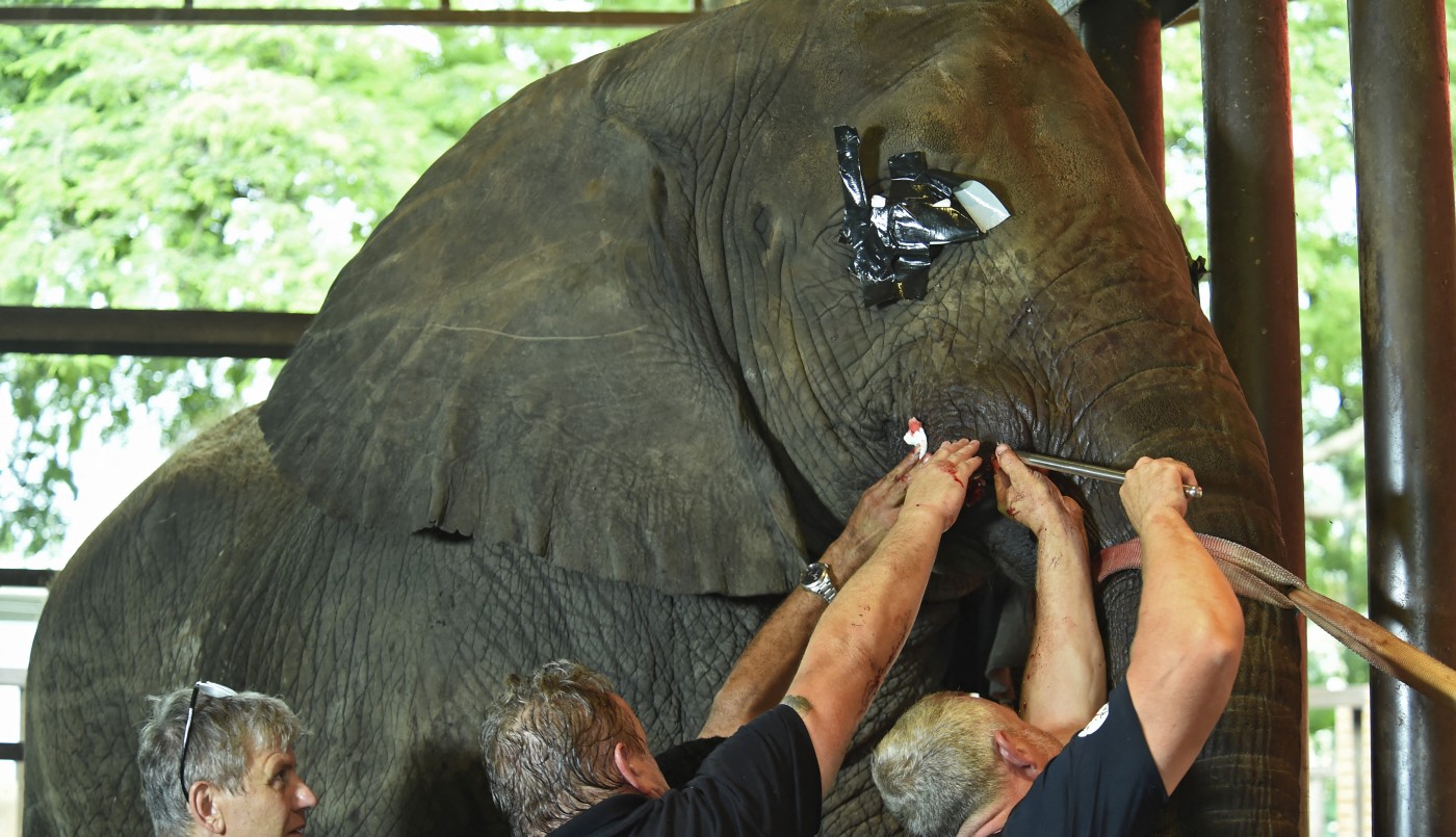 Pakistán: curan las dentaduras de los elefantes con un torno gigante | Internacionales