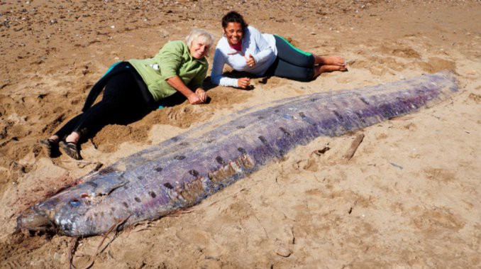 Encuentran muerto en una playa un extraño pez de más de 5 metros | Curiosidades
